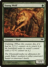 Young Wolf card image