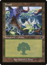 Forest card image