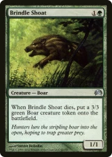 Brindle Shoat card image