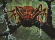 Canopy Spider