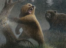Grizzly Bears