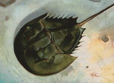 Horseshoe Crab