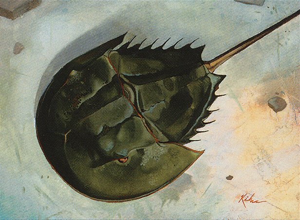 Horseshoe Crab
