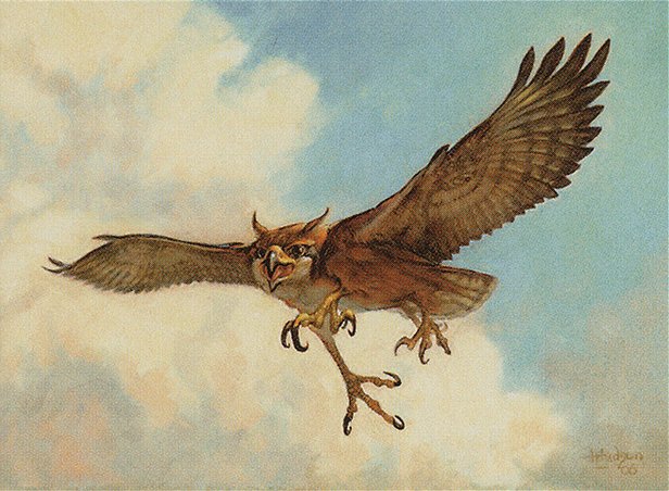 Suntail Hawk