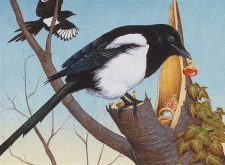 Thieving Magpie