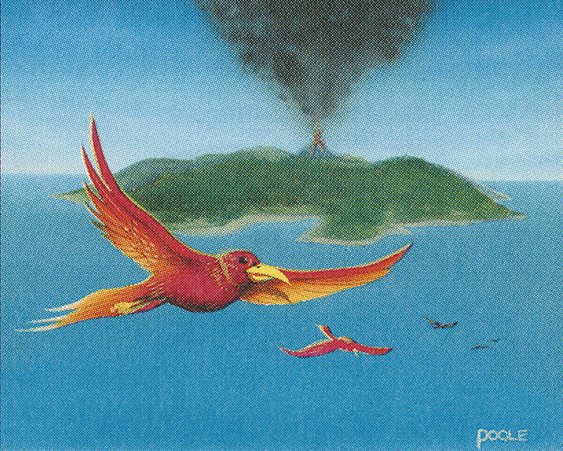 Birds of Paradise