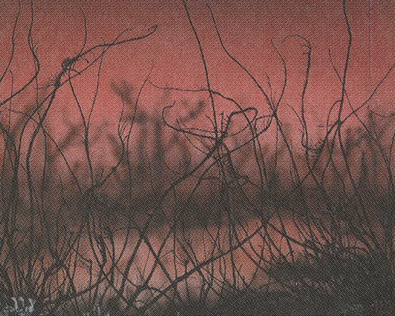 Cursed Land