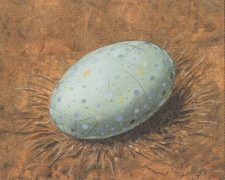 Dingus Egg