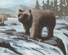 Grizzly Bears