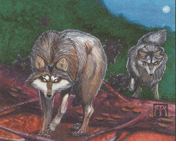 Timber Wolves