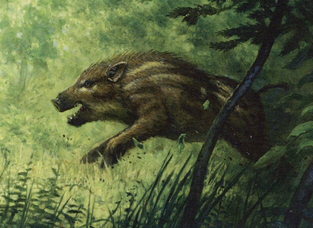 Brindle Shoat