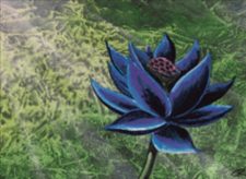 Black Lotus