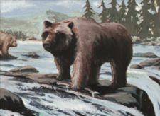 Grizzly Bears