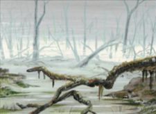 Swamp