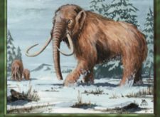 War Mammoth