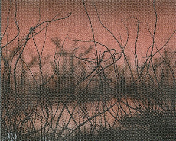 Cursed Land