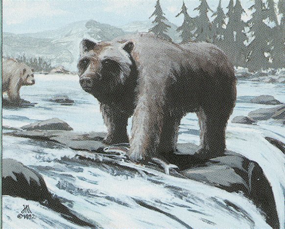 Grizzly Bears