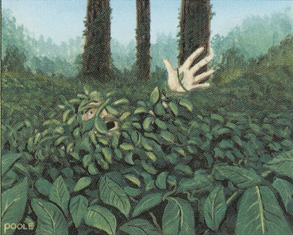 Kudzu
