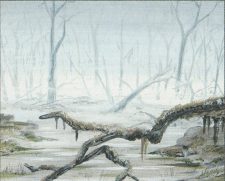 Swamp