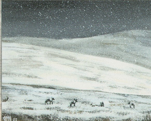 Tundra