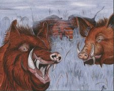 Durkwood Boars