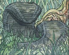 Land Leeches