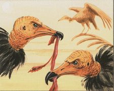 Osai Vultures