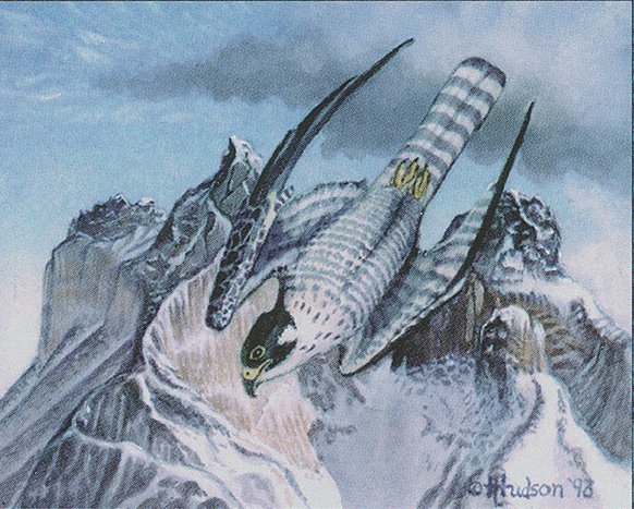 Zephyr Falcon