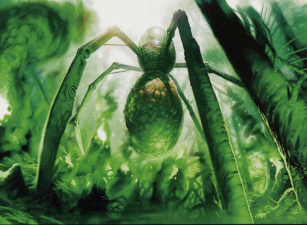 Arachnoid