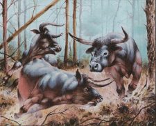 Aurochs