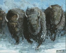 Stampede
