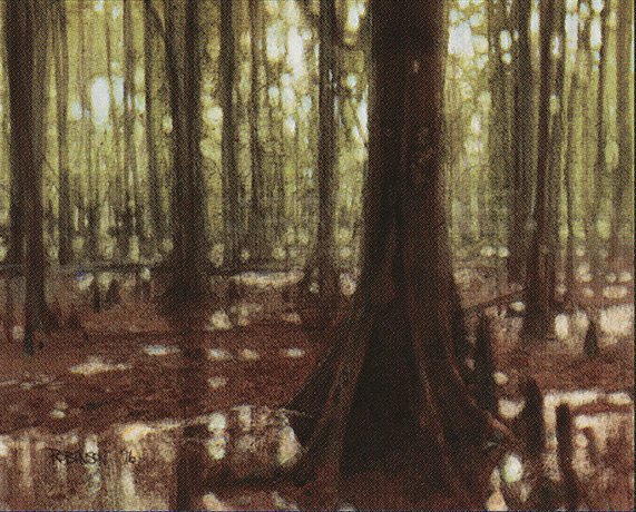 Swamp