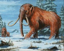 War Mammoth
