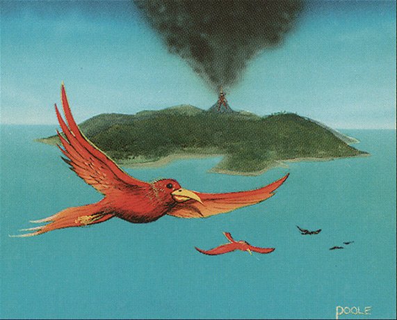 Birds of Paradise