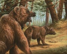 Grizzly Bears