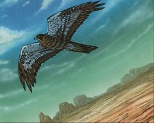 Mesa Falcon