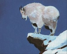 Mountain Goat