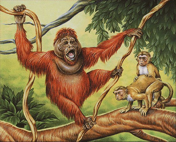 Uktabi Orangutan