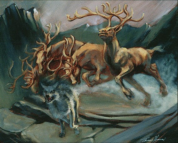 Gang of Elk