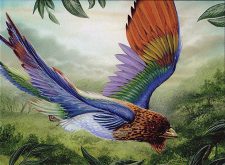 Birds of Paradise