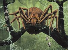 Canopy Spider