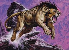 Canyon Wildcat