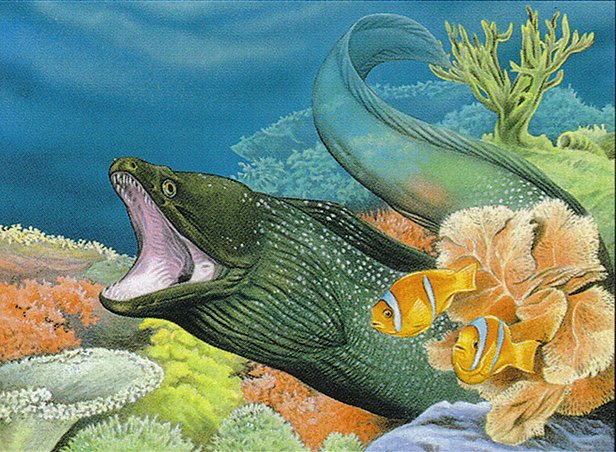 Coral Eel