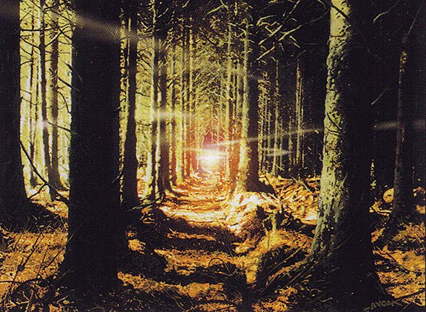 Forest