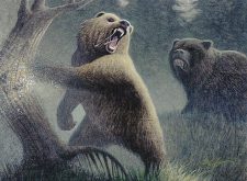 Grizzly Bears