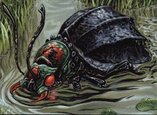 Plague Beetle