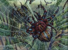 Spitting Spider