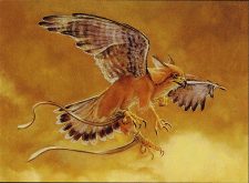 Suntail Hawk