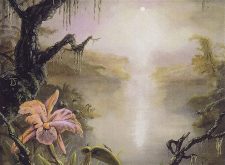 Swamp