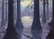 Swamp
